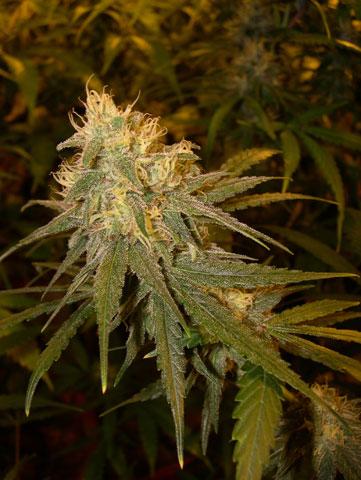 Chocolope Regular Seeds