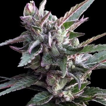 Thai Chi Feminised Marijuana Seeds by Ace Seeds