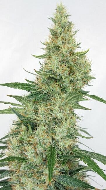 Super Panama Haze Feminised Cannabis Seeds by Ace Seeds