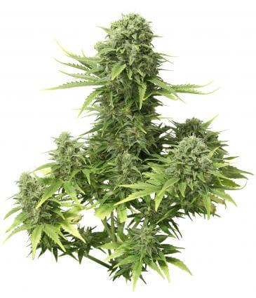 StarRyder Auto Feminised Cannabis Seeds by Dutch Passion