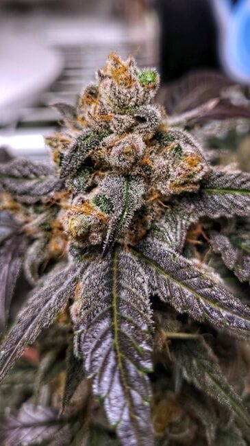 Ravenberry Auto Feminised Cannabis Seeds by Mephisto Genetics