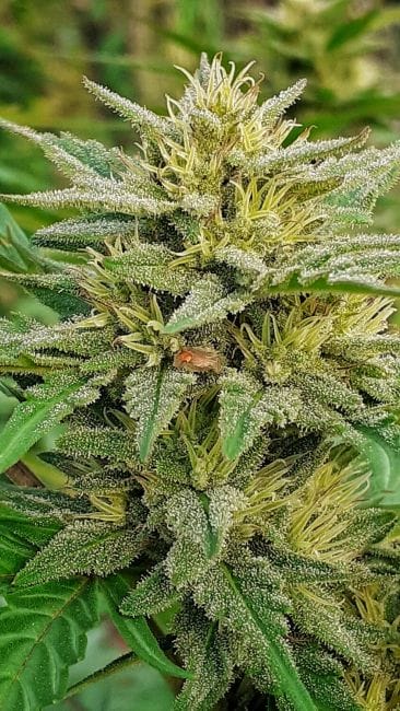 Demon AUTO Tao Regular Cannabis Seeds by Top Tao Seeds