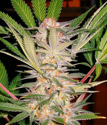 S.A.D. Auto Feminised Seeds