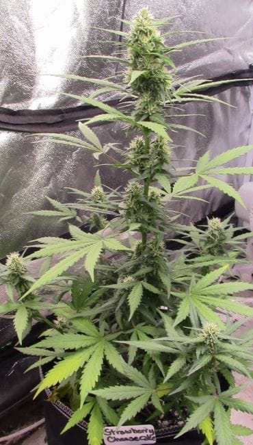 Strawberry Cheesecake Auto Feminised