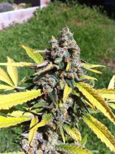 AK 59 Auto Feminised Seeds