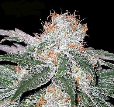 white Widow Feminised marijuana seeds