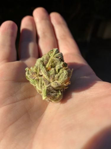 Zkittlez fast feminised cannabis seeds