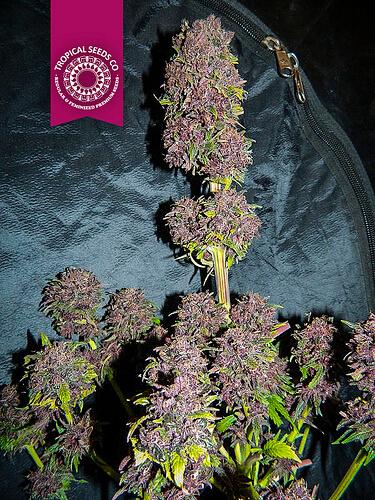 Smooth Smoke Feminised Seeds