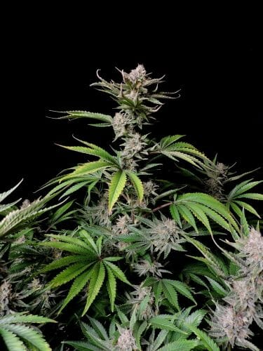 Cherry Cola Auto Feminised Seeds