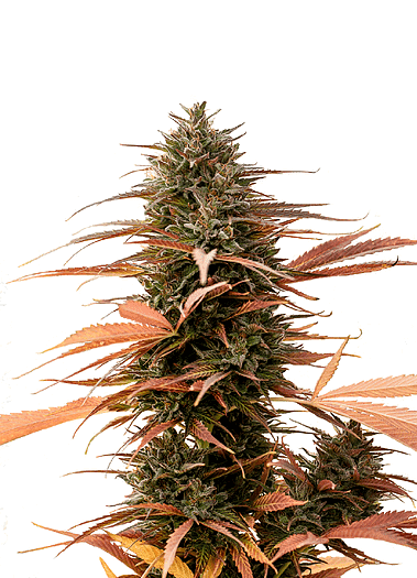 Strawberry Cake CBD Feminised Seeds