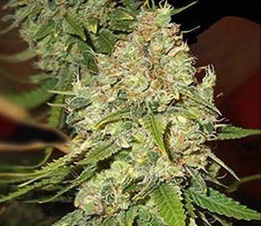 Blackberry OG Feminised Seeds
