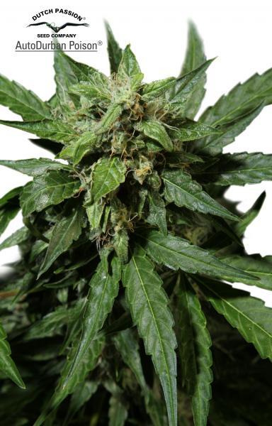 Durban Poison Auto Feminised Seeds