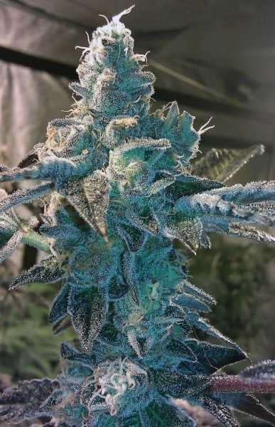 Girl Scout Cookies Feminised Seeds - 6 Seeds - Image 2