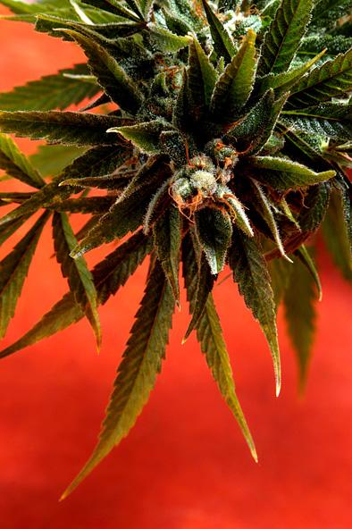 Simpson Kush (Rick Simpson) Regular Seeds - 5