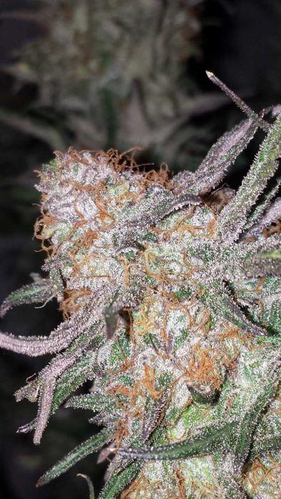 Hurkle Regular Seeds
