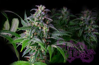 Big White Regular Seeds