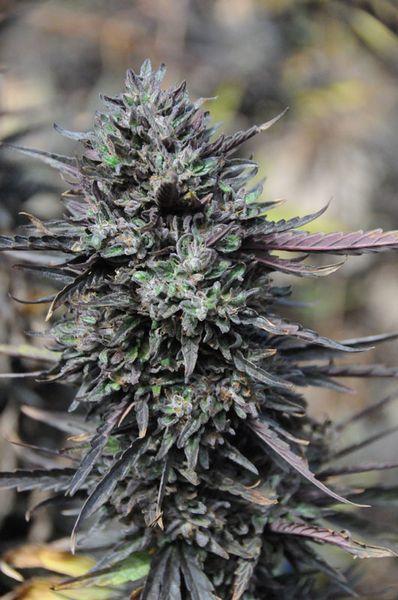 Purple Trainwreck Cannabis seeds by Humboldt Seed Organisation