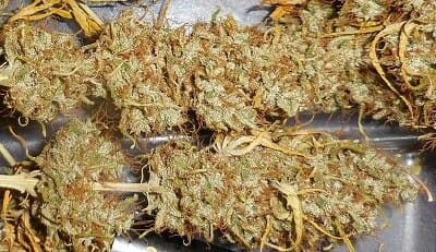 Malawi Regular Cannabis Seeds - Breeders Pack by Ace Seeds