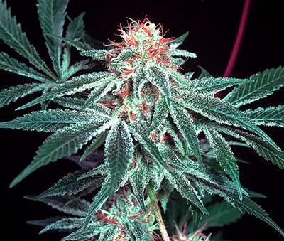 Shark Shock Regular Seeds - 18