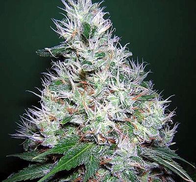 Bubble Gum Feminised Seeds