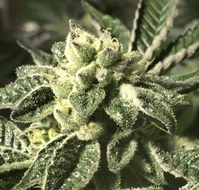 Sherbet Feminised Seeds - 6