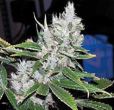 Spice Regular Seeds - 18