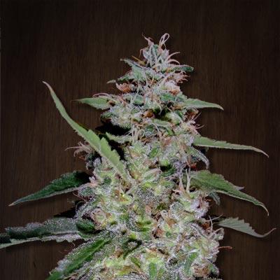 China Yunnan Feminised Seeds