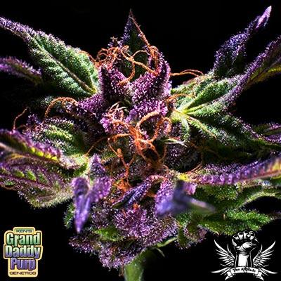 Grand Daddy Purple Regular Cannabis Seeds by Grand Daddy Purple