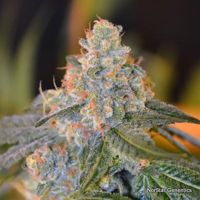 Lands End Regular Seeds