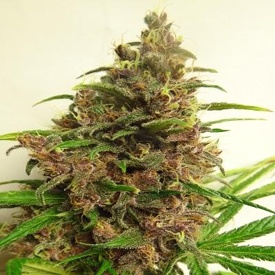 Malawi x PCK Feminised Seeds