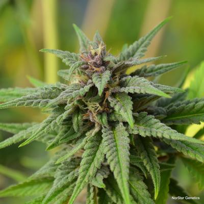 MoonShadow Regular Seeds
