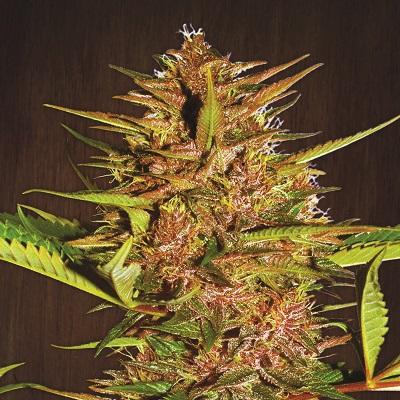 Pakistani Chitral Kush Feminised Seeds