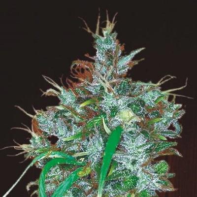 Panama Haze Feminised Seeds