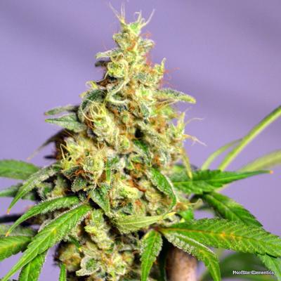 Panama Jack Regular Seeds