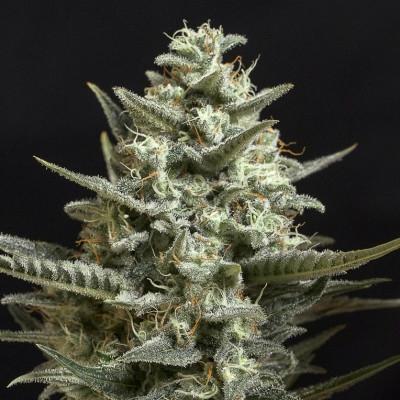 Sweet Bilbo Feminised Seeds
