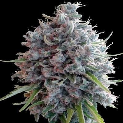 Killer A5 Haze Feminised Seeds - Image 2