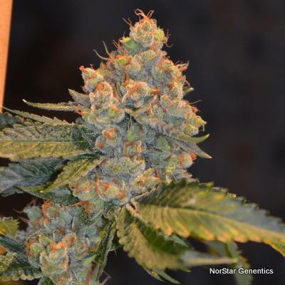 Alcatraz OG Regular Seeds