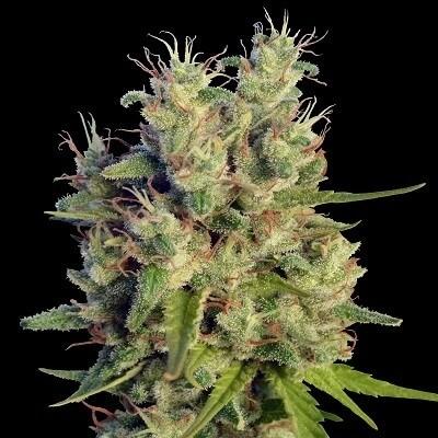 Super Malawi Haze Feminised Seeds