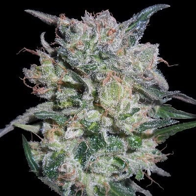Zamaldelica x Kali China Feminised Seeds by Ace Seeds