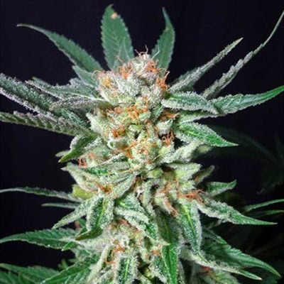 Orange Cinnamon Swirl Feminised Cannabis Seeds by G13 Labs