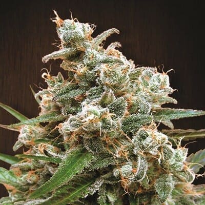 Nepal Jam Regular Cannabis Seeds - Breeders Pack by Ace Seeds