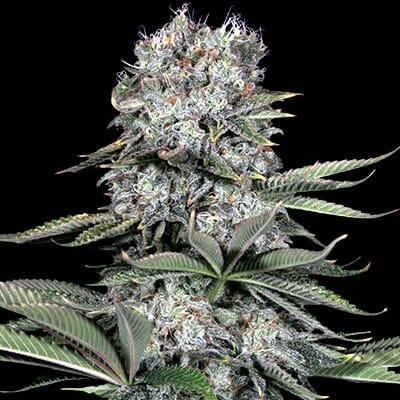 Runtz 13 Feminised Cannabis Seeds by G13 Labs