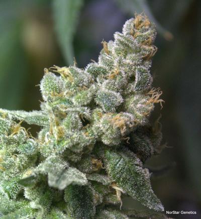 Queen of Hearts Regular Seeds