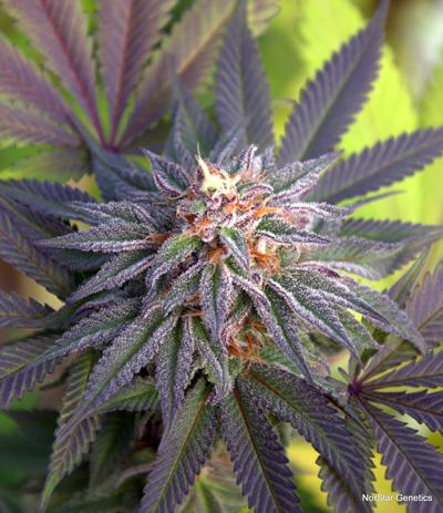 Grand Poohbah Regular Seeds