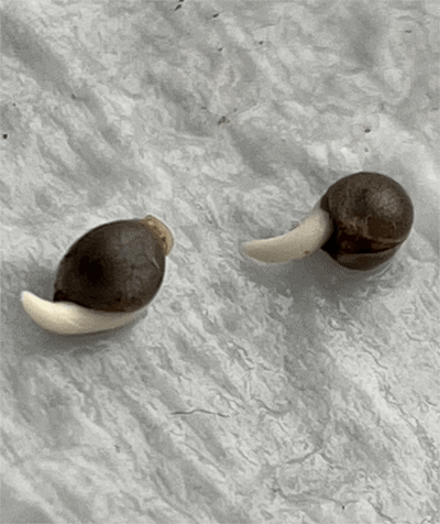Blue Cheese feminised germinating cannabis seeds