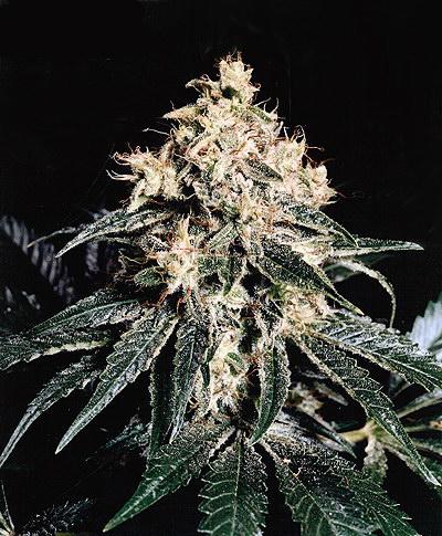 Devil Regular Seeds - 18