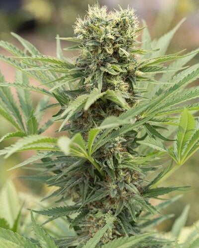 Dedoverde Haze Feminised Seeds