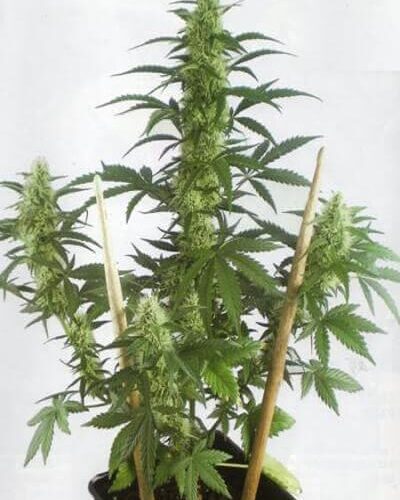 MayDay Autoflowering Feminised Seeds