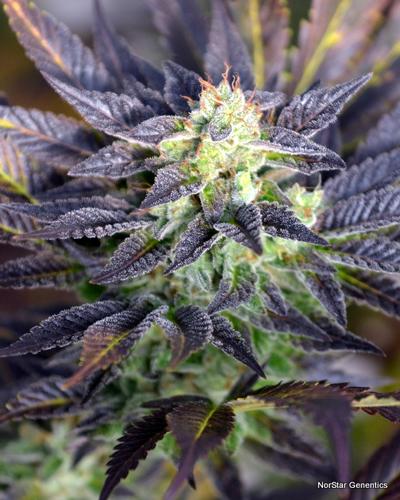 Pretty Wicked Regular Seeds