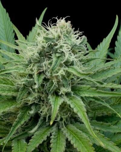 Raw Diesel Feminised Seeds - 5
